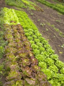 garden lettuce tiny cukes sm web 046