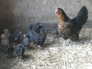 big chicks and hen 108