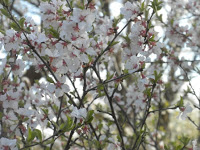 cherry blossoms 051