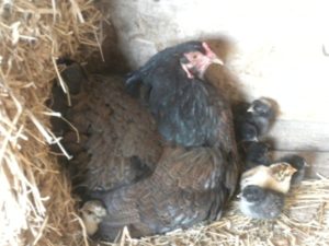 chicks baby and gold laced hen 110