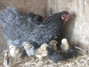 chicks medium and grey hen 117