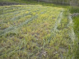 green manure rye mowed 028