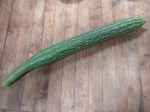 burpless European cucumber  sm web 002