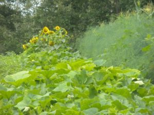 a field asparagus squash sunflowers 004