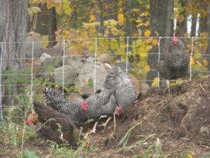 hens-compost-pile-033