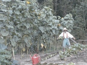 sunflowers an Ken transplanting scarecrow shot sm web 071