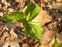 a trillium un opened 037