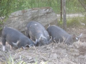 digging pigs 039