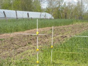 field green manures rye 028