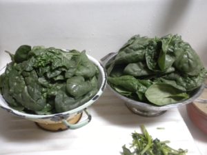 freezing spinach draiining before blanch 035