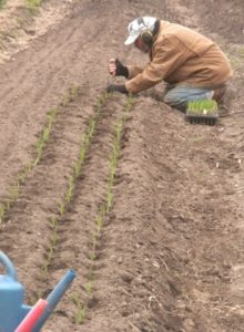 ken garden onion transplanting 009