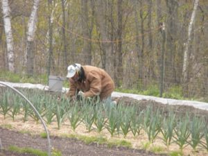 ken garlicl garden onion transplanting 004