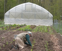 ken transplanting at mobile high tunnel  014