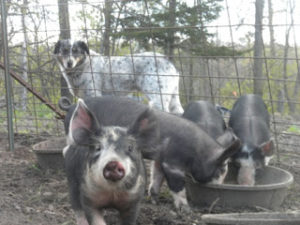 oscar and piglets 008