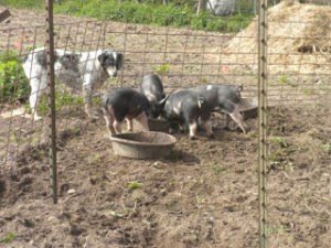 oscar and piglets 028