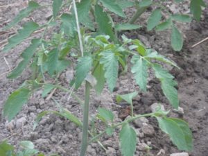 a tying tomatoes 040