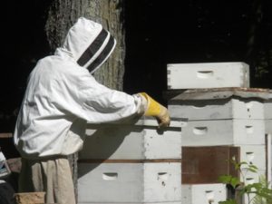bees ken checking swarm hive 061