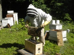 bees ken moving frames from nuc 017