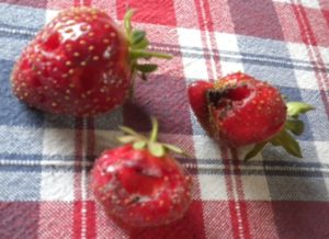 culled strawberries 094