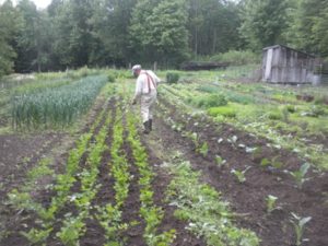 garden ken cultivating  032