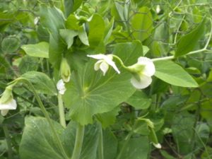 garden peas blooming 023