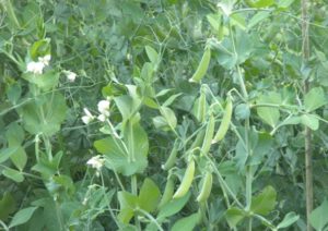 peas snap peas solstice 081