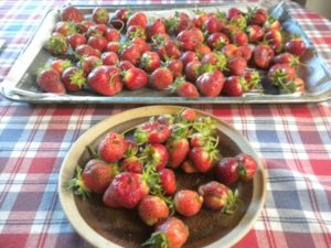 sorting strawberries  038