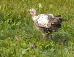 a turkey mom and poults 059