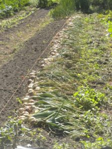 an onion harvest walla 014