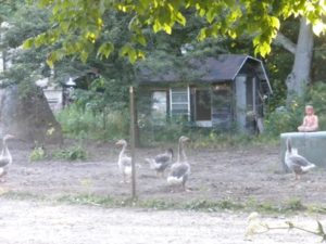 buddha and the geese  037