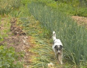 garlic harvest oscar 005