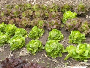 lettuce in May sm web 52310 031
