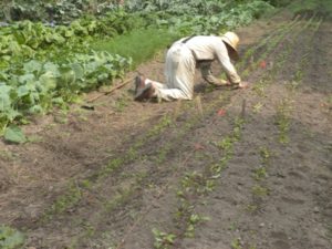 ken thinning carrots garden 071