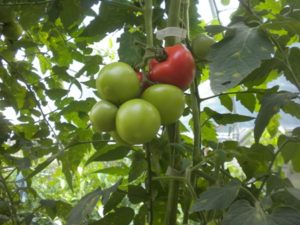 mobile high tunnel tomatoes 041