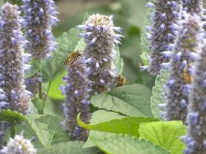 anise hyssop bees 037