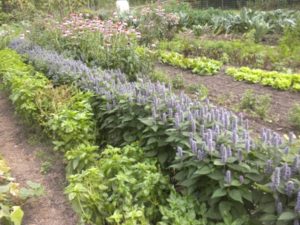 anise hyssop bees  050