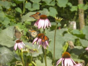 butterflies three and echinacea 030