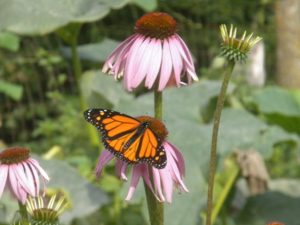 butterfly and echinacea 020