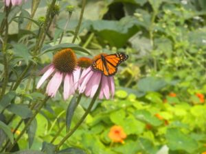 butterfly and echinacea 029