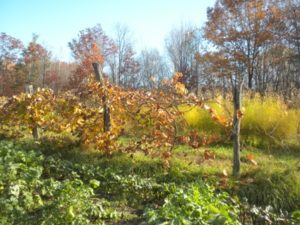 ffield-grapes-asparagus-roots-012