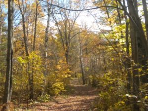 foliage-walk-to-field-006