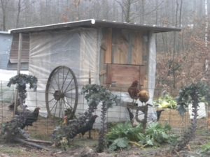 coop-in-the-garden-best-049