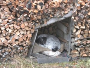 dog-house-oscar-047