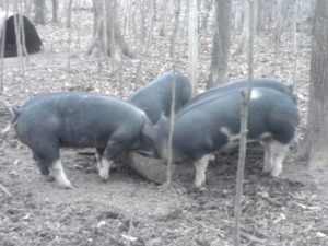 last-day-pigs-022